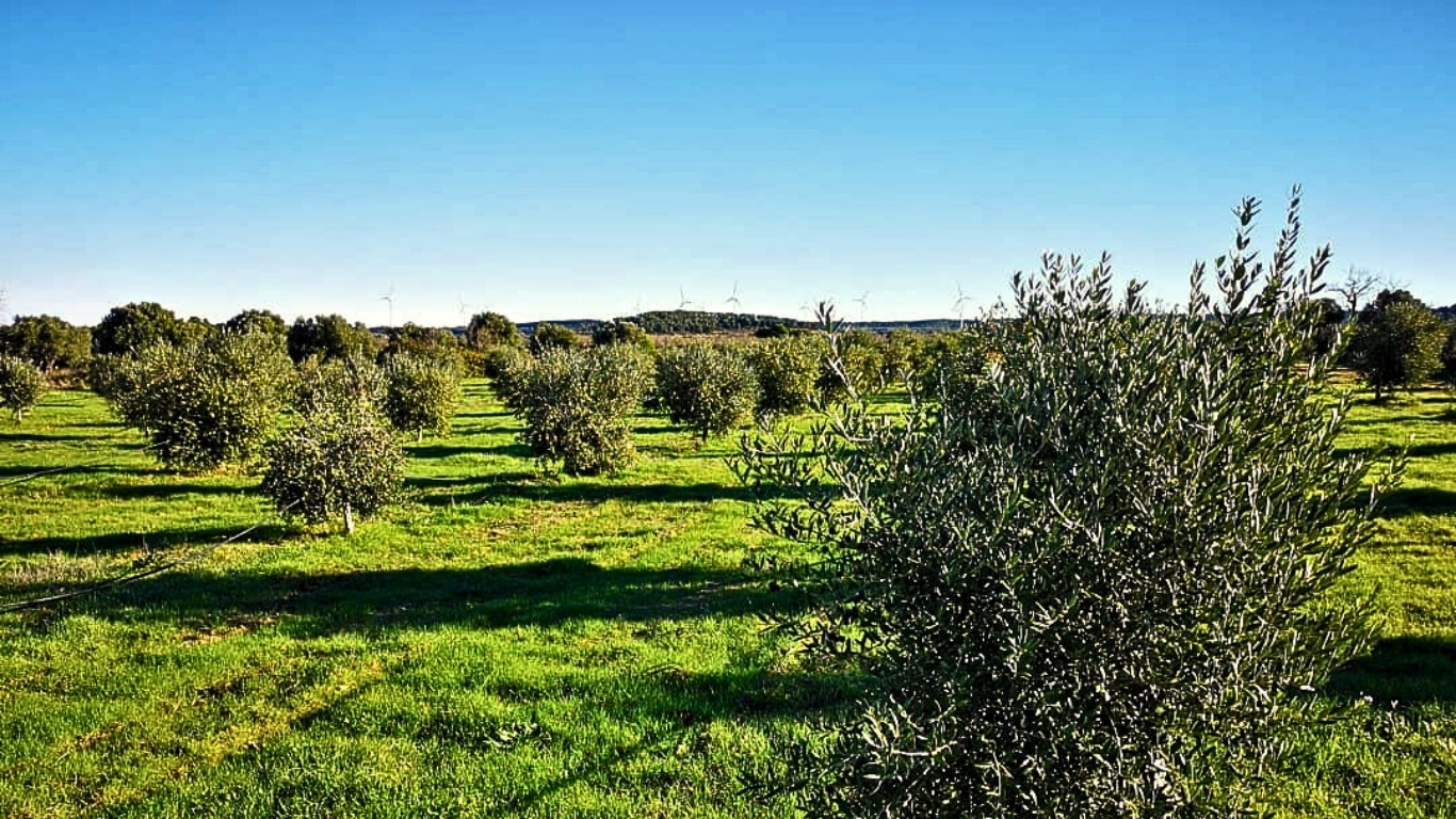 Campo Olivos Bodega Caterra (1)
